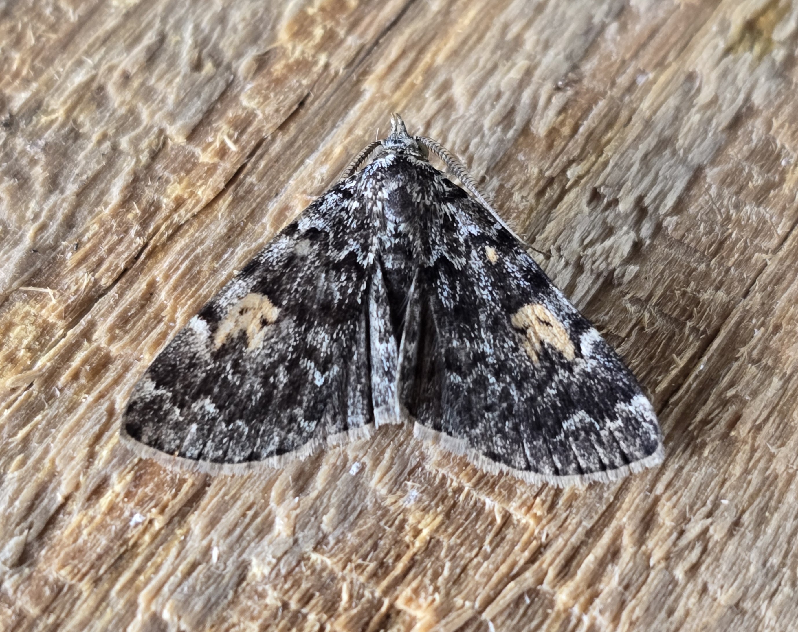 Photo of Yellow Death's Head (Idia calvaria)